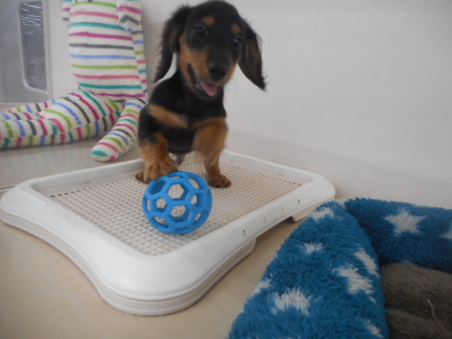 元気いっぱいお豆ちゃん☆