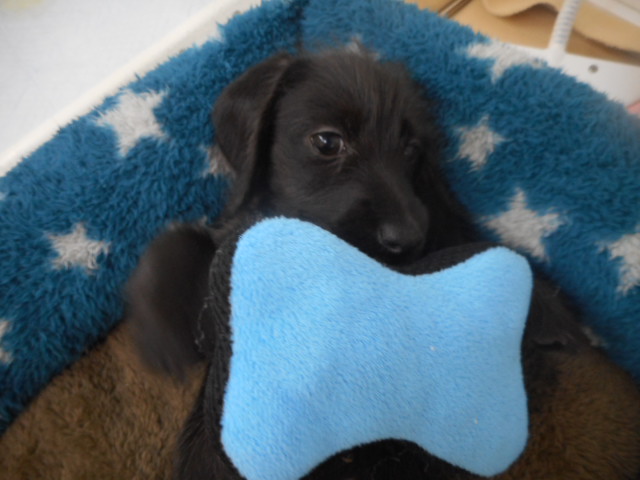 オススメ犬～チェンジ＼(⌒▽⌒)／