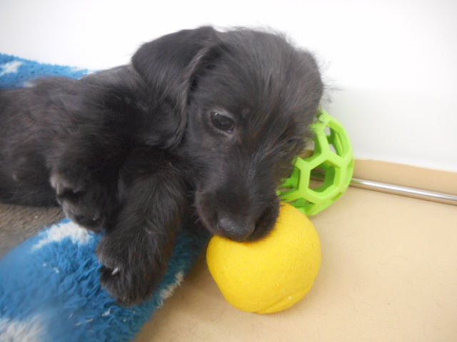 わんぱくダッちゃん☆