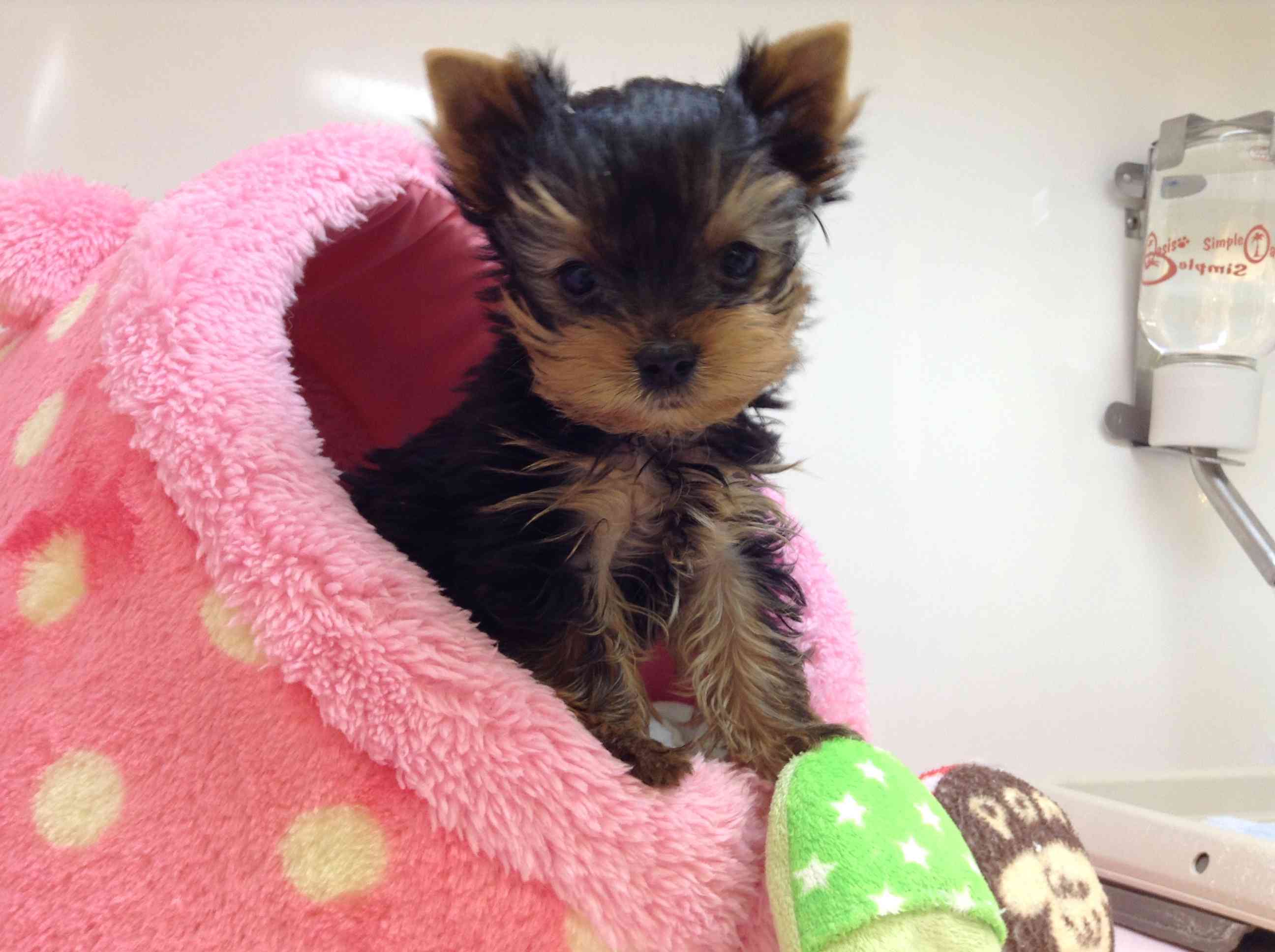 ☆ご報告と新おすすめ犬☆