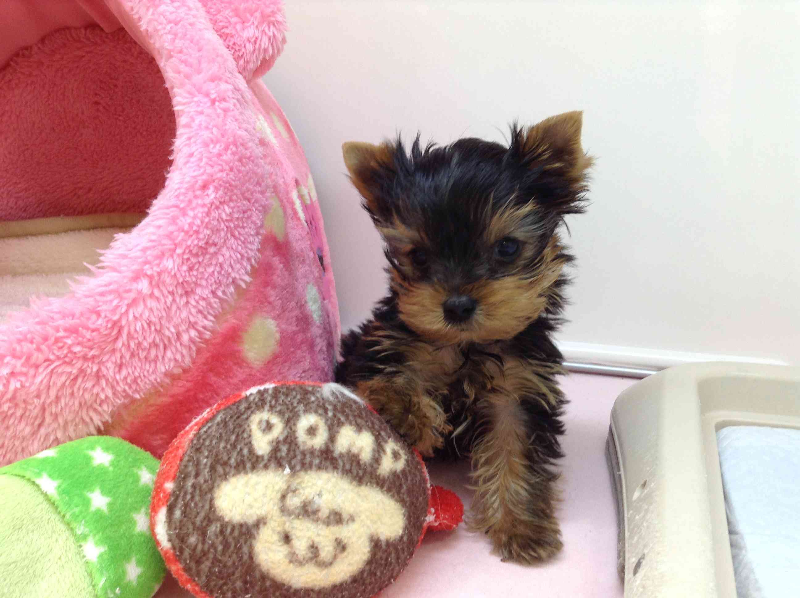 ☆おうちが決まりました☆