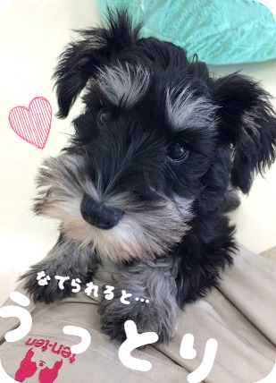 ☆なでられるの大好き♡(*´∀｀人)☆