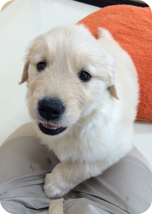 ☆ＮＥＷオススメ犬ゴルちゃん☆