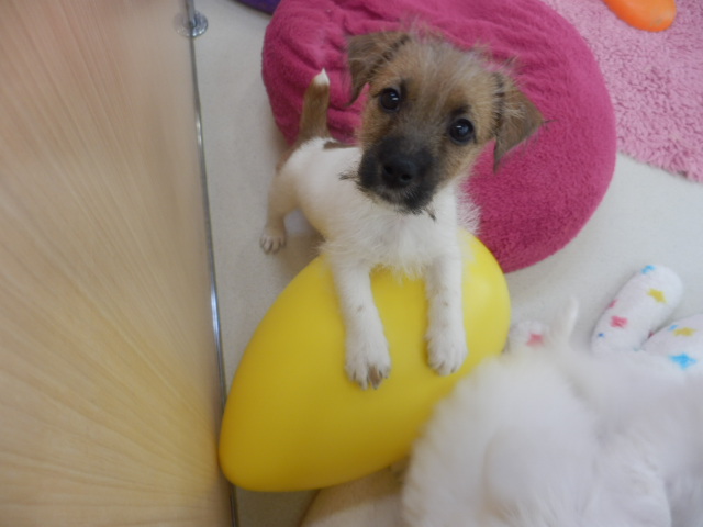 デビューしましたヾ(●･ｖ･人･ｖ･○)ﾉ