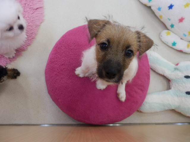 こまめちゃんからのお知らせ！