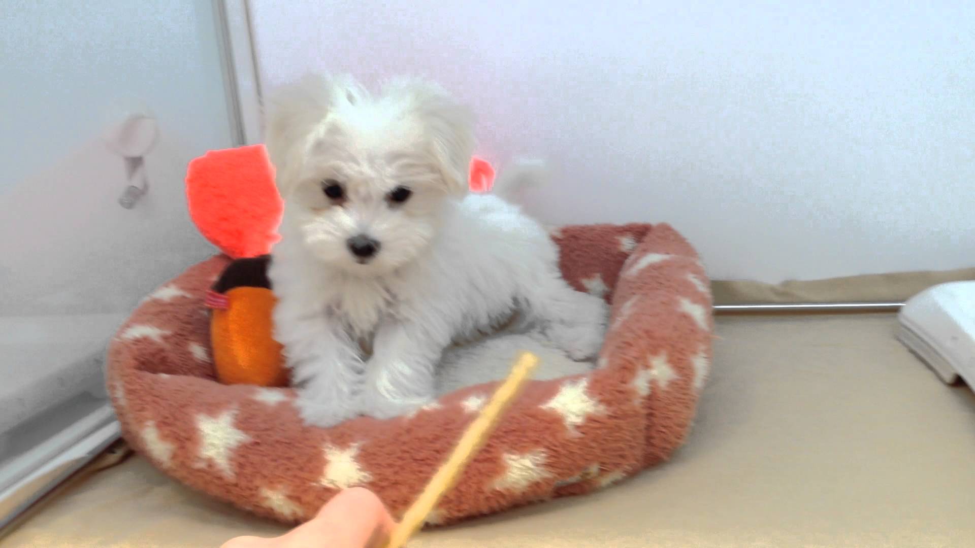 シーちゃん、マルちゃん初めてのガムに・・・？！動画あり☆