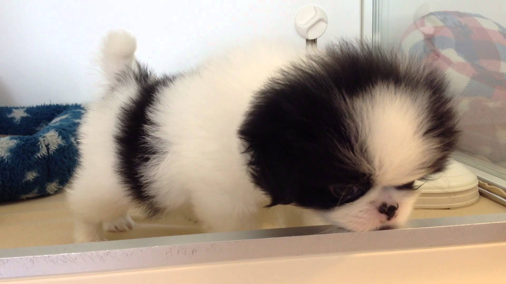 ☆狆くん是非、動画で見てください！！☆