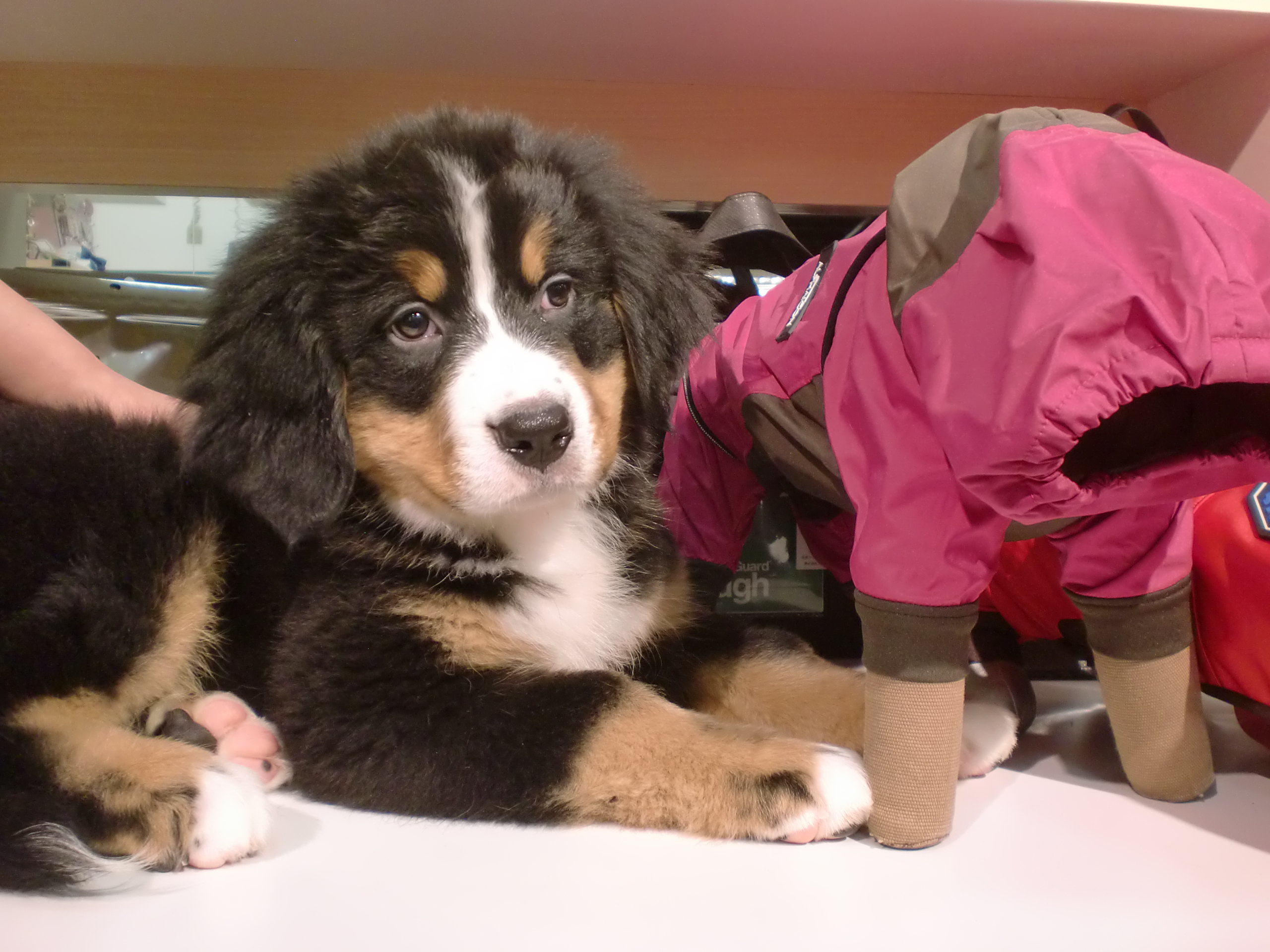 ☆ばにたんのオススメ☆