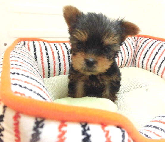 ☆よちよちヨッチ☆