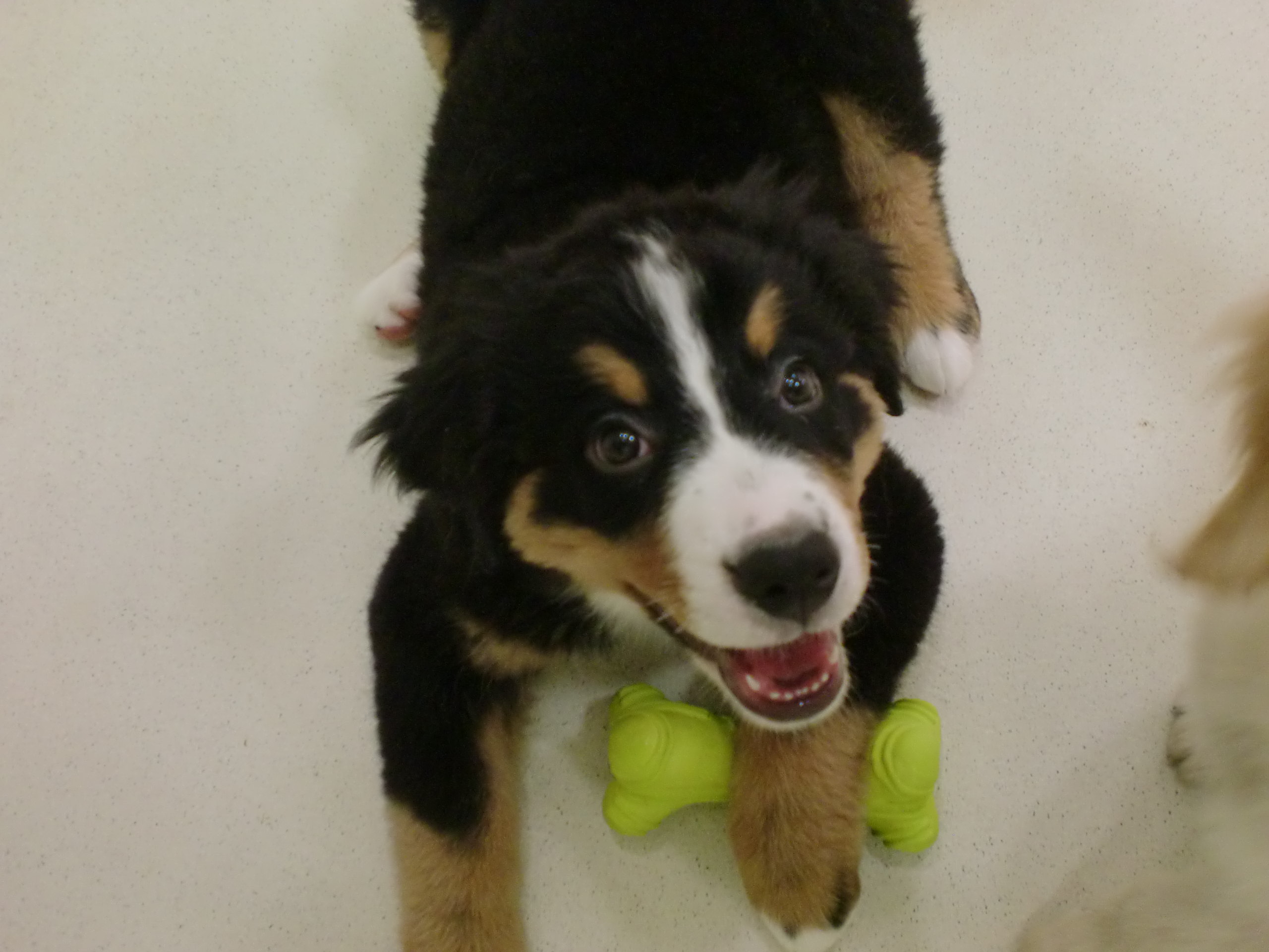 ☆ばにたんお引越ししました☆