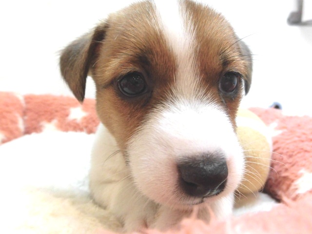 はじめましてジャッキーです！！