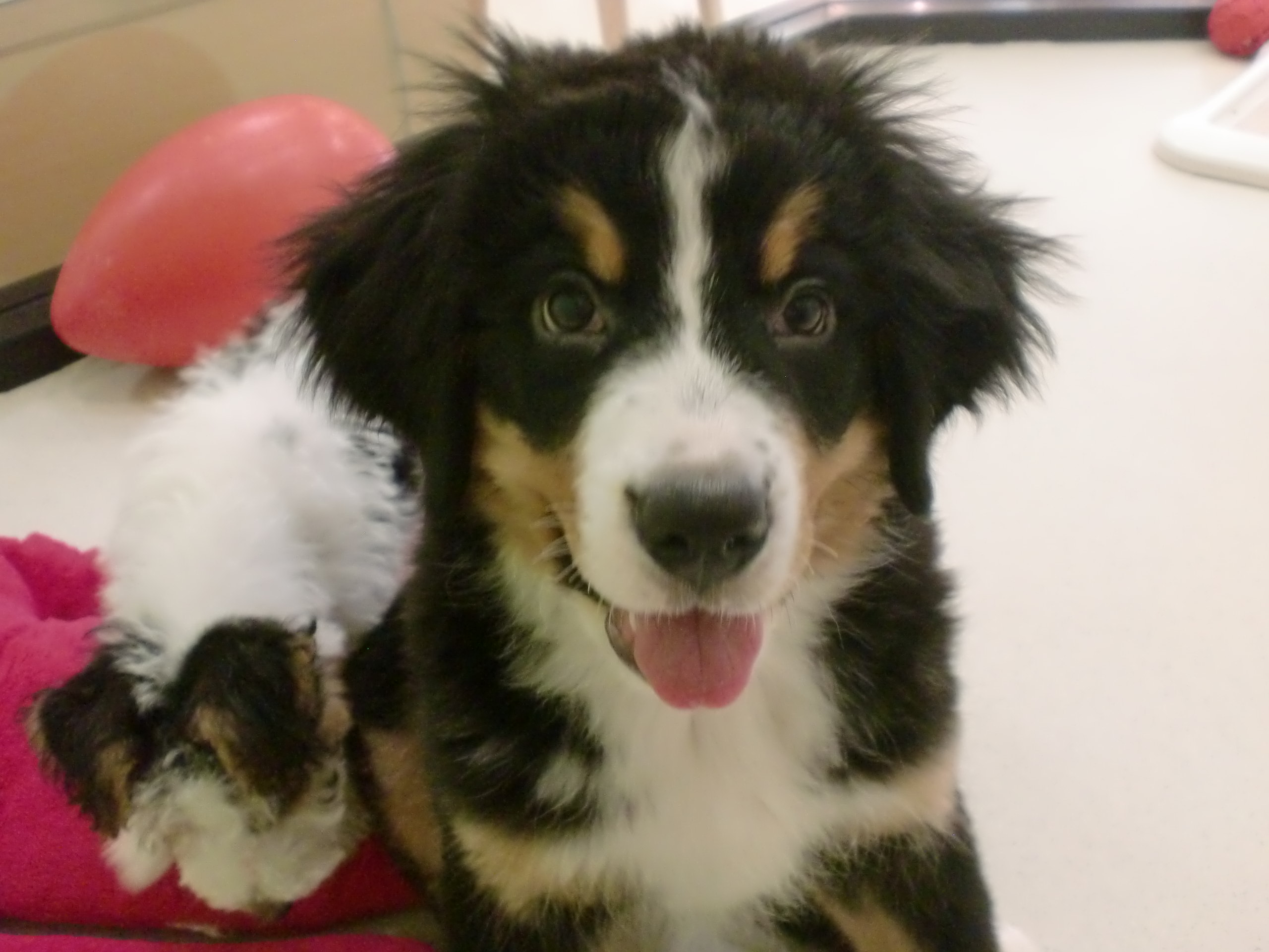 ☆ばにたん友達増えました☆