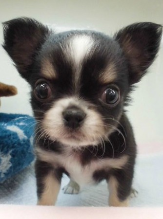 ギョロ太、プレイルームデビューでし(ง `ω´)ง