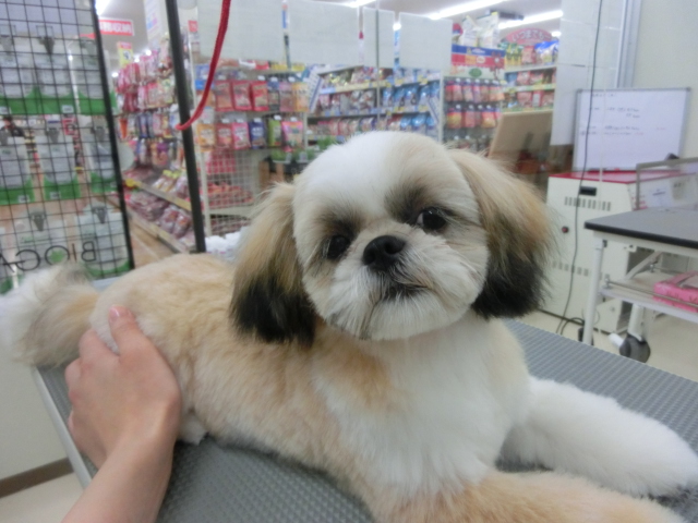 ☆ふくすけくんトリミング☆　明日のトリミング状況