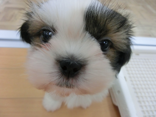 ♪NEWオススメ犬就任♪