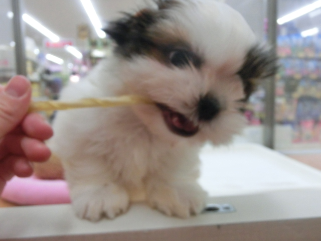 しーくんの好きなもの♡