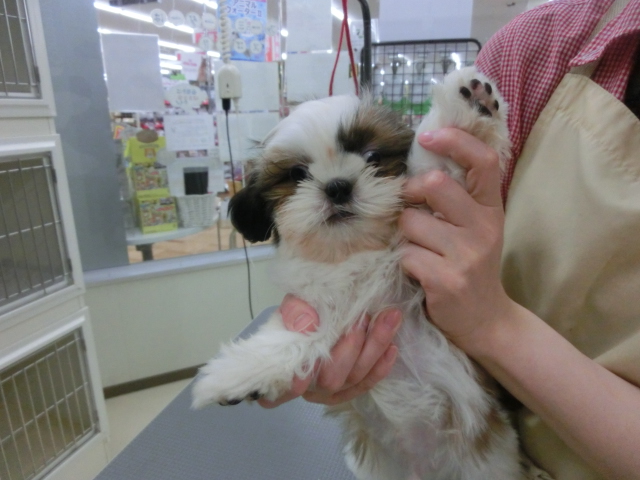 しーくんのお手入れ✂