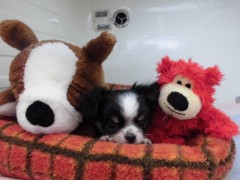 初めまして(*´ω`*)♡