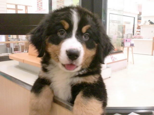 ☆ばにたんプレイルームデビュー☆