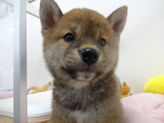 ☆　ちゃんしーのお引越し　☆