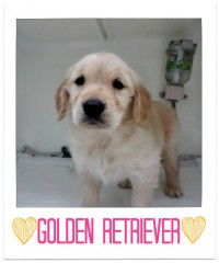 ☆新生おススメ犬発表です！☆