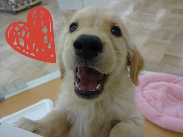 ☆　むくちゃんお引越し！　☆