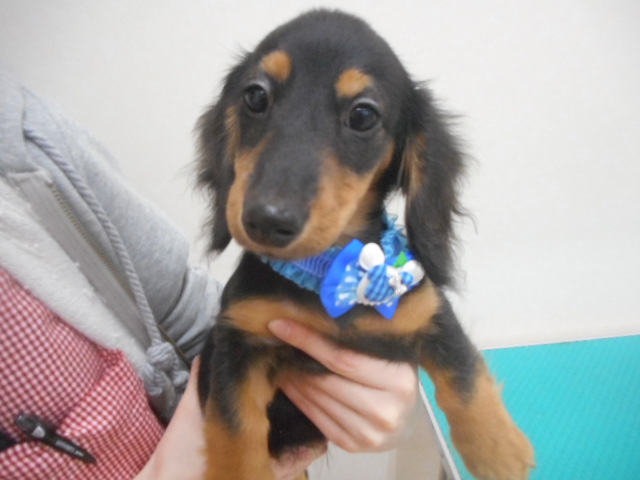 ◆お豆ちゃんお手入れの巻き◆