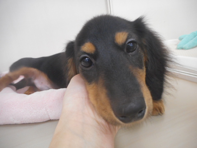 ★お豆ちゃんお出掛けの巻き★