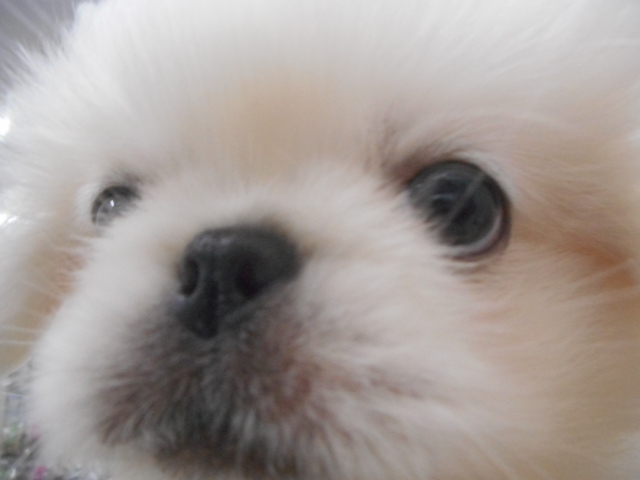 お豆ちゃんお家決まりました！＆雪見大福ちゃん登場！！