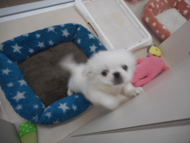 ☆かまってアピールの大福ちゃん☆