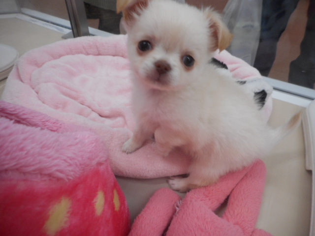 おすすめわんちゃん発表！！