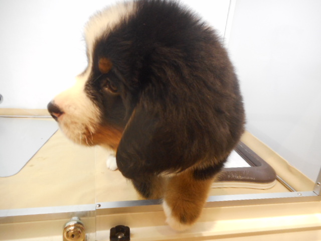 バーニーズくんは遊ぶのが大好き☆