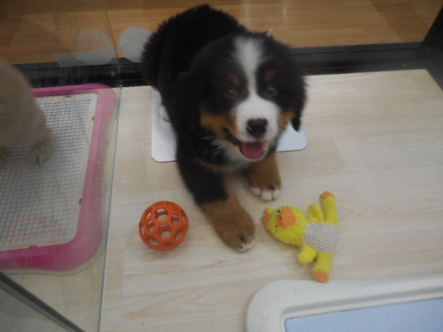 新しいお友達できたよ♪