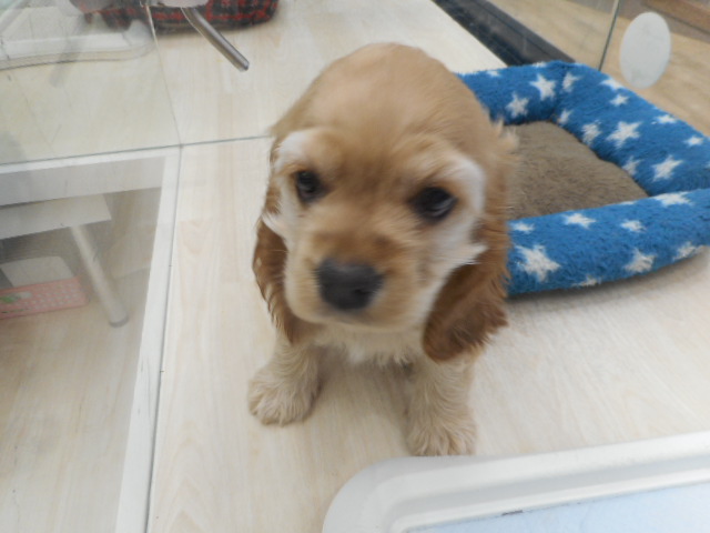 家族が決まりました＾＾♪