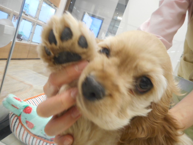 コッカーちゃんのチャームポイント！