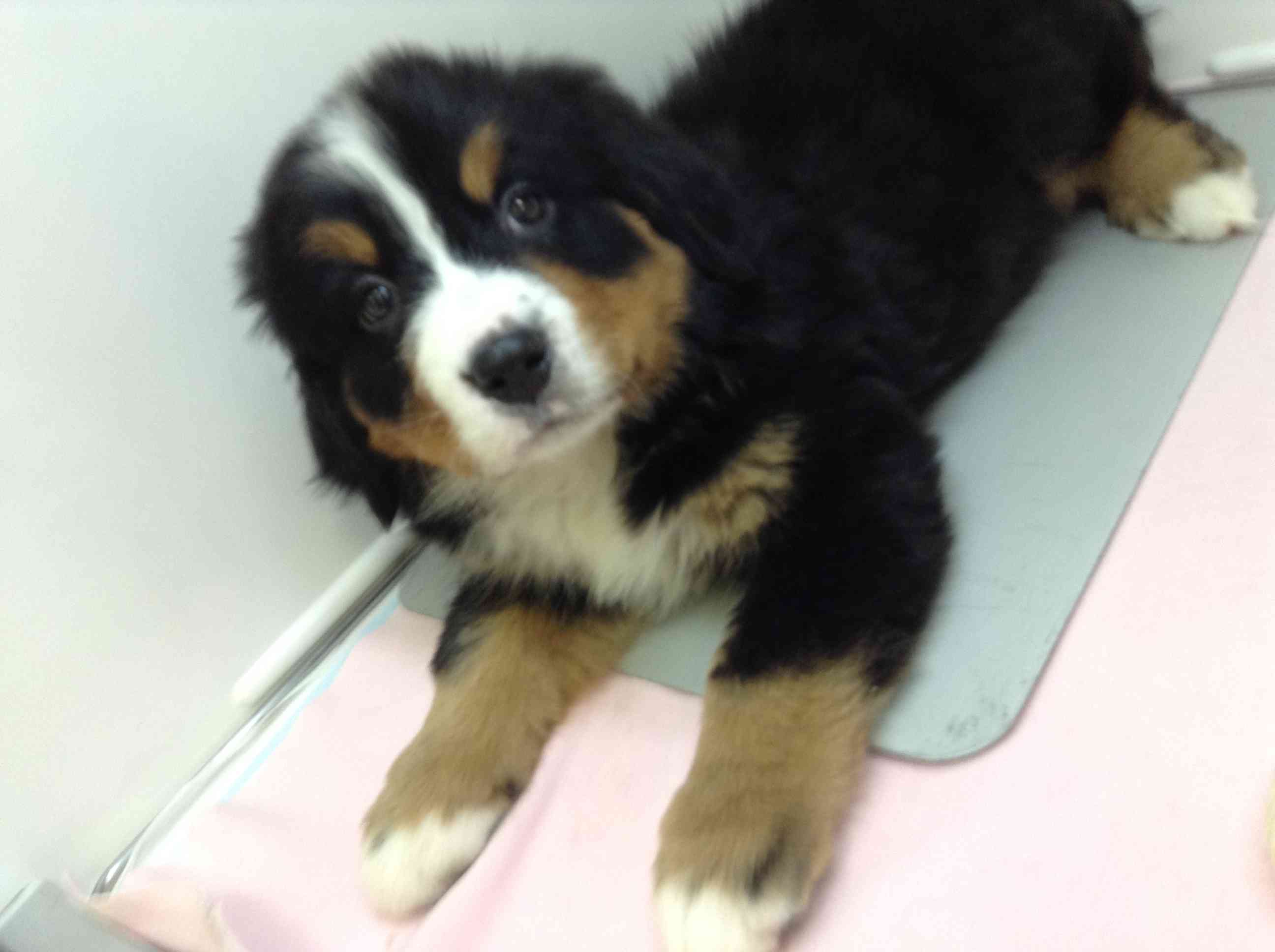 ☆オススメ犬が決まりました～☆