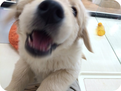 ★パワーアップゴルちゃん★