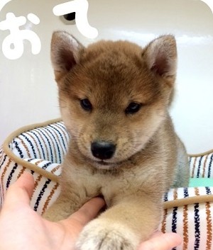 ☆得意技はお手！？柴ちゃん登場☆