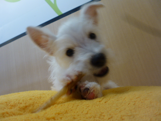 ☆うーちゃんの好きな物☆動画あり！