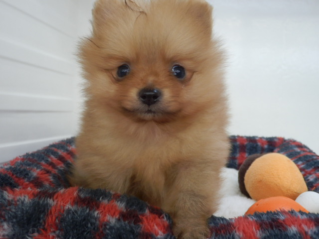 お家が決まりました！