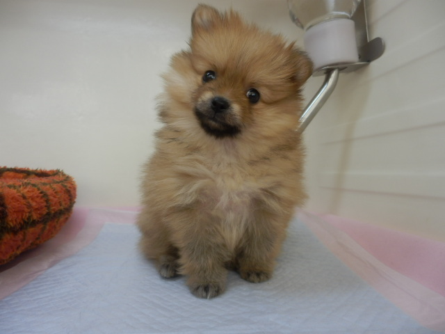 おすすめ犬発表！！