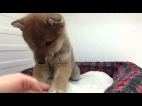 ☆柴ちゃん登場～＼(^o^)／☆