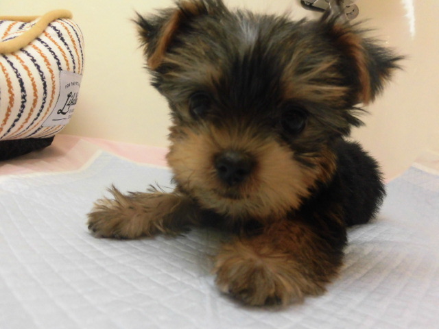 ぴょんぴょんヨッチ！！！！