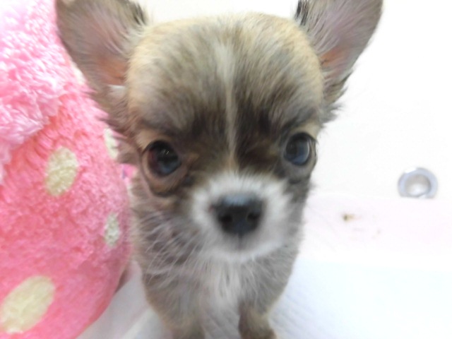 ヨッチちゃんお家決まりました！！！