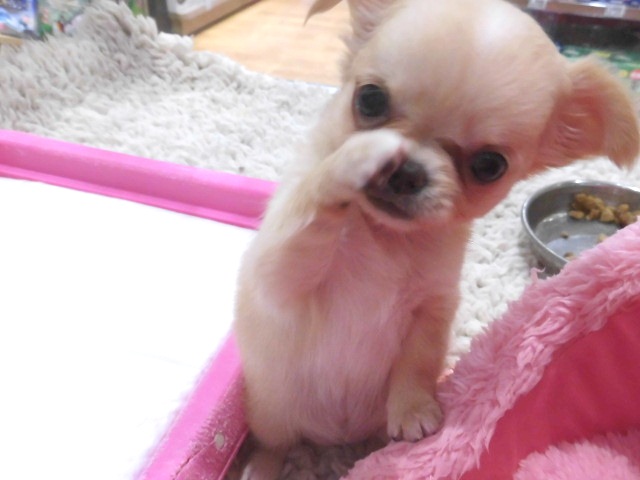 ちーやんお家が決まりました！！