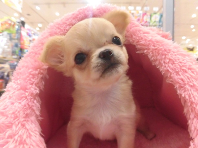 ちぃちゃんの日常！