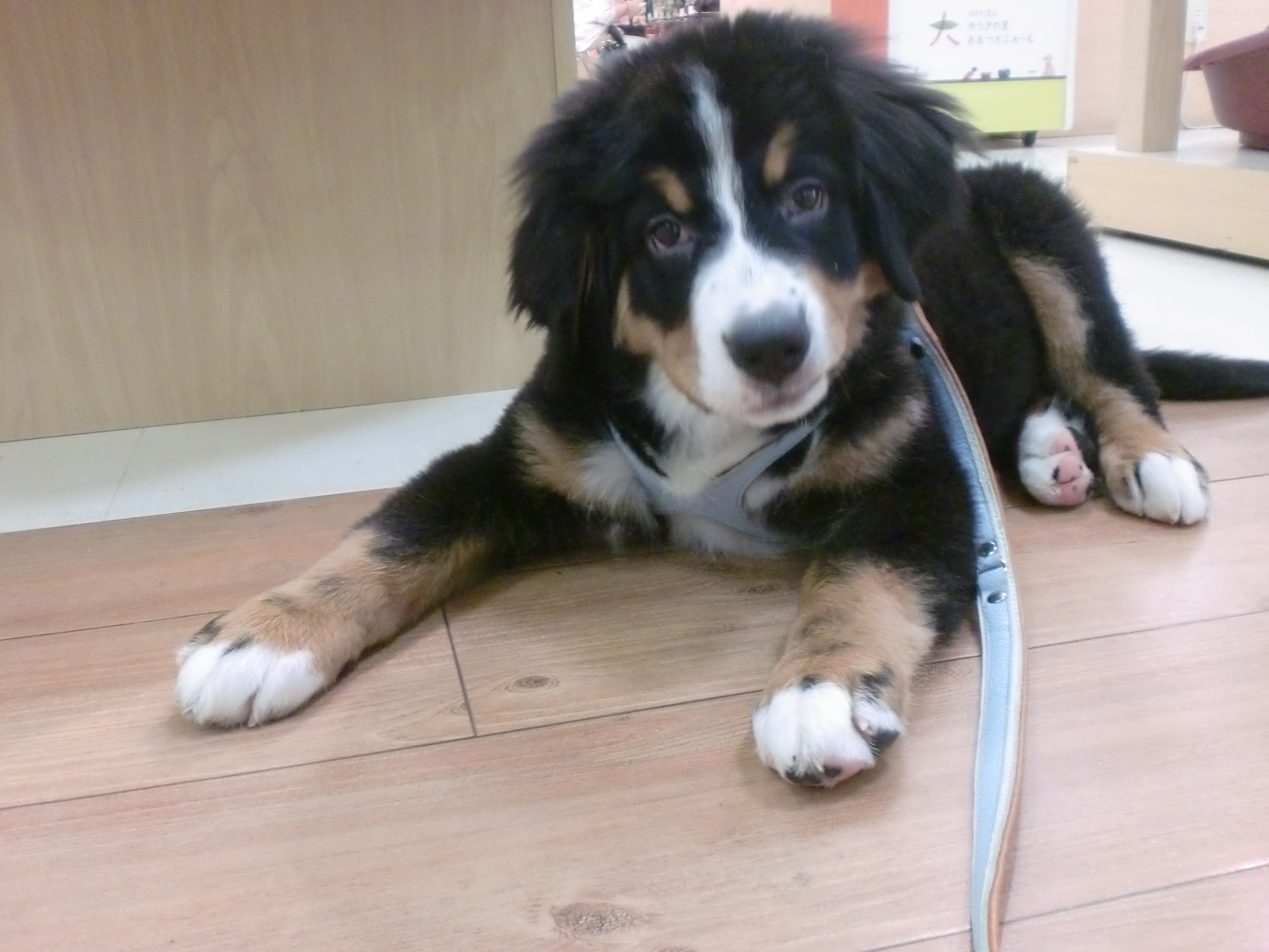 ☆オシャレなばにたん☆