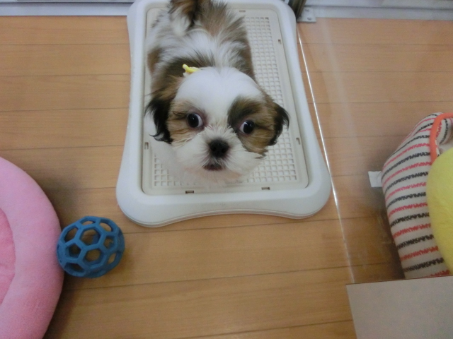 おめかし☆しーくん♪