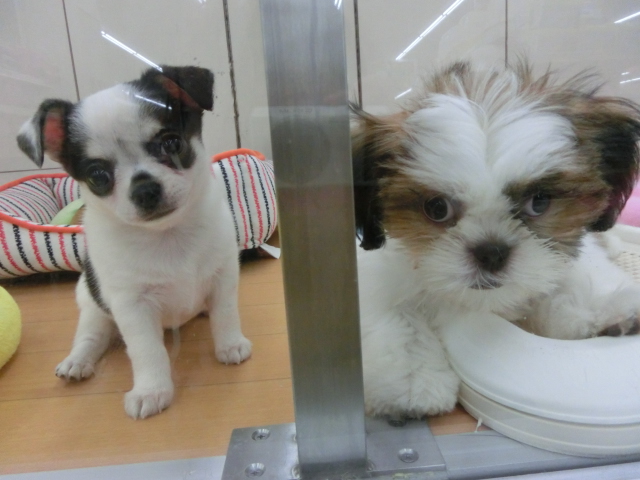 ☆しーくんとお隣さん☆