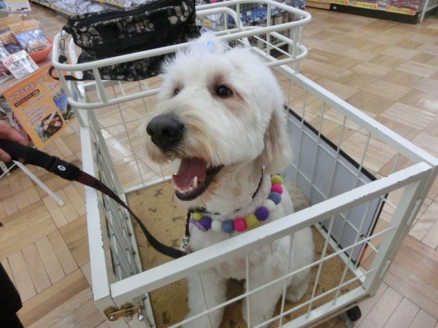 ☆MIX犬のハルちゃん、トリミング～☆　次回のブログは・・・